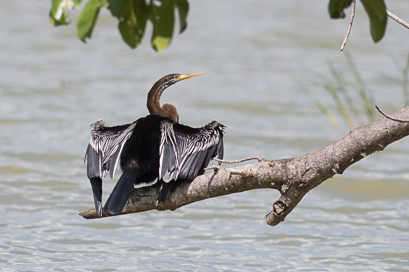 Indische Slangenhalsvogel